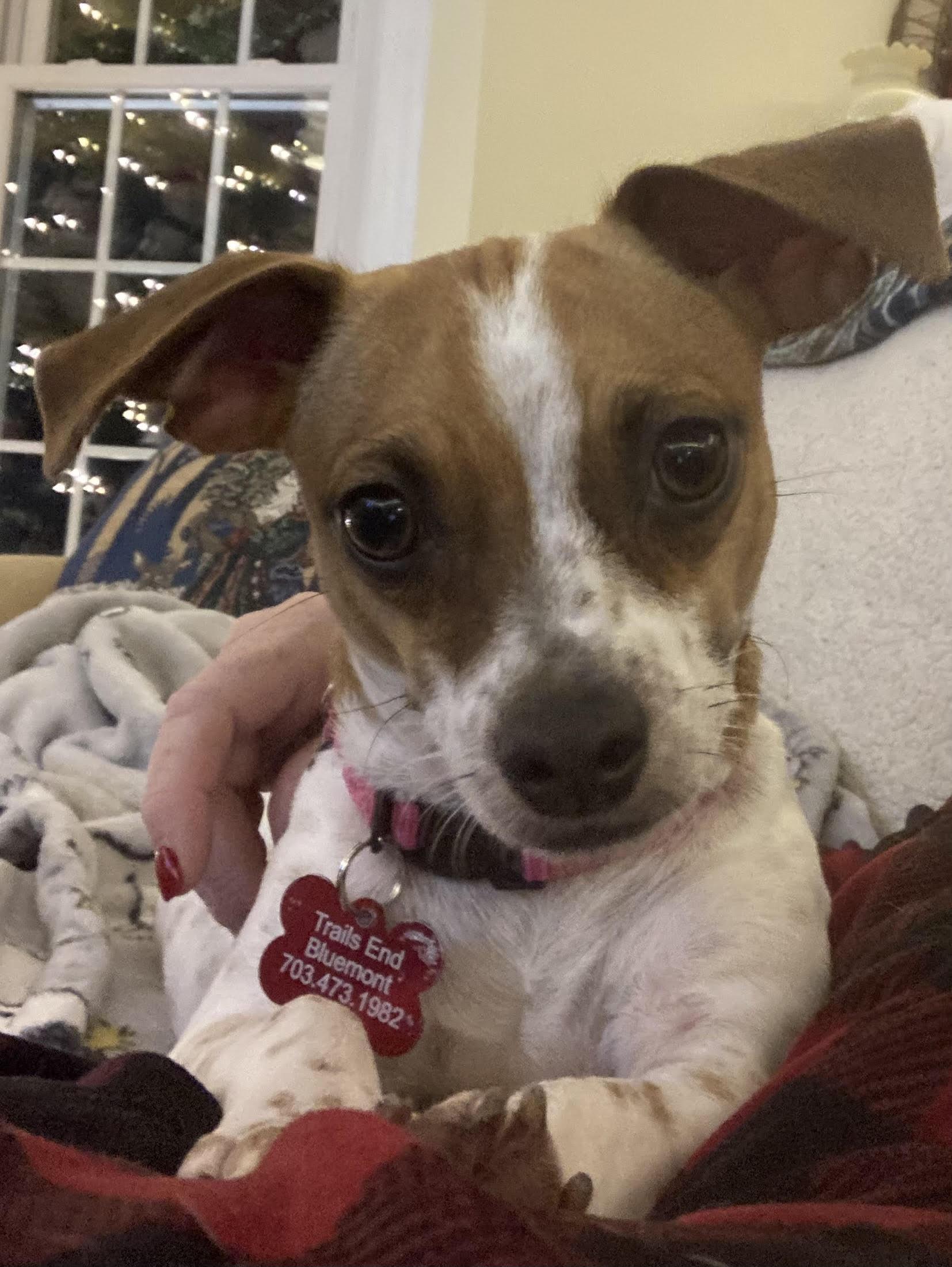 Enlarge Nelly, a Adoptable mixed breed in Durham, NC image 1/1