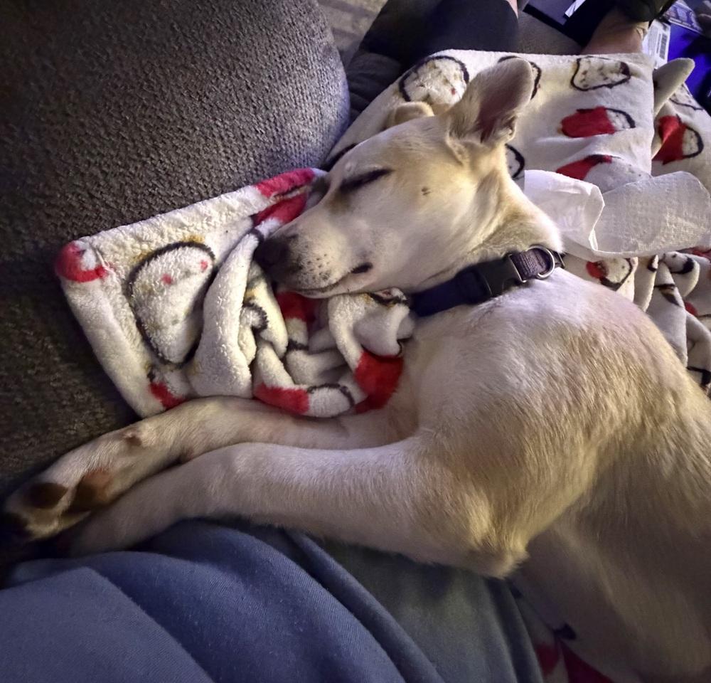 Delta, Adoptable, Puppy Female Husky.