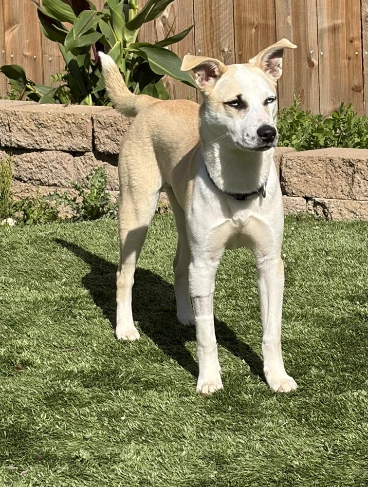 Delta, a Adoptable mixed breed in Pleasant Hill, CA image 2/6