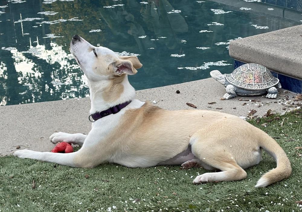 Delta, a Adoptable mixed breed in Pleasant Hill, CA image 3/6