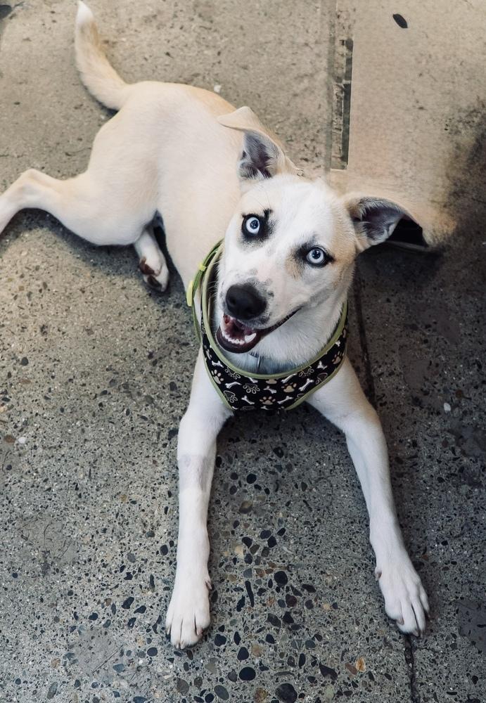 Enlarge Delta, a Adoptable mixed breed in Pleasant Hill, CA image 2/6