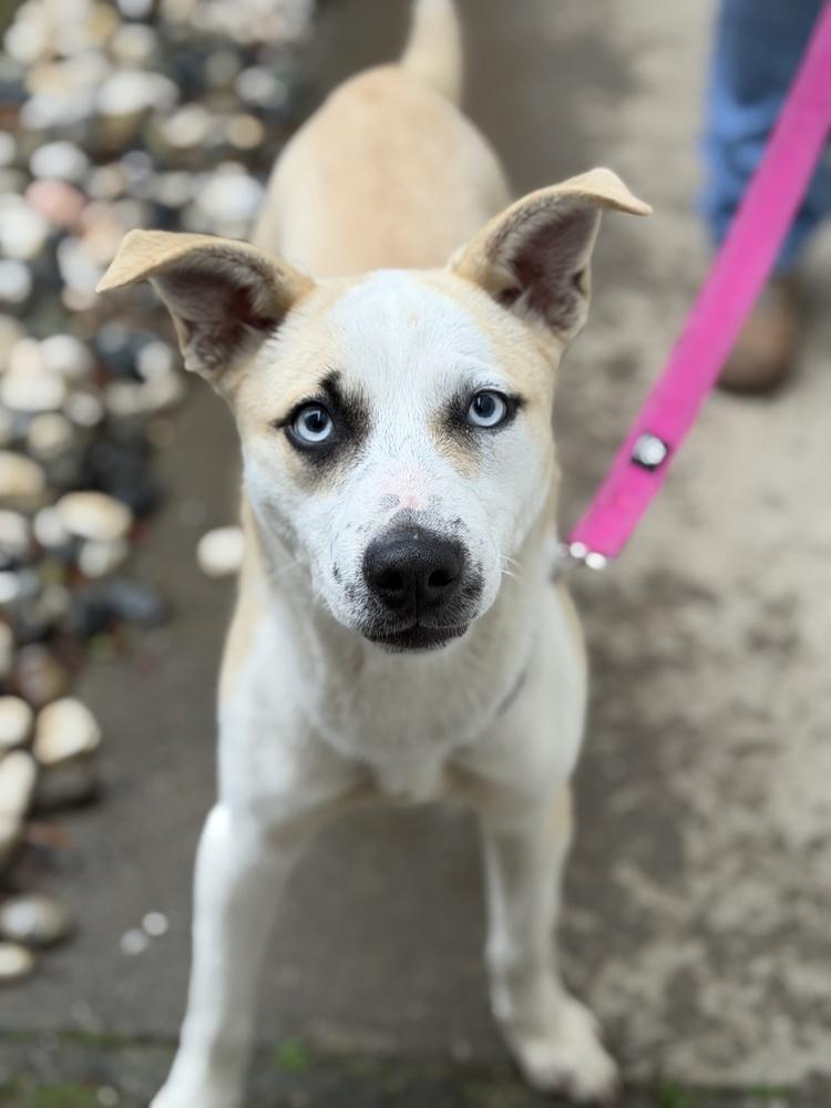 Enlarge Delta, a Adoptable mixed breed in Pleasant Hill, CA image 4/6