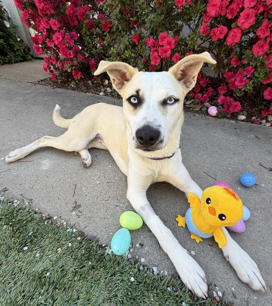 Delta, a Adoptable mixed breed in Pleasant Hill, CA image 5/6