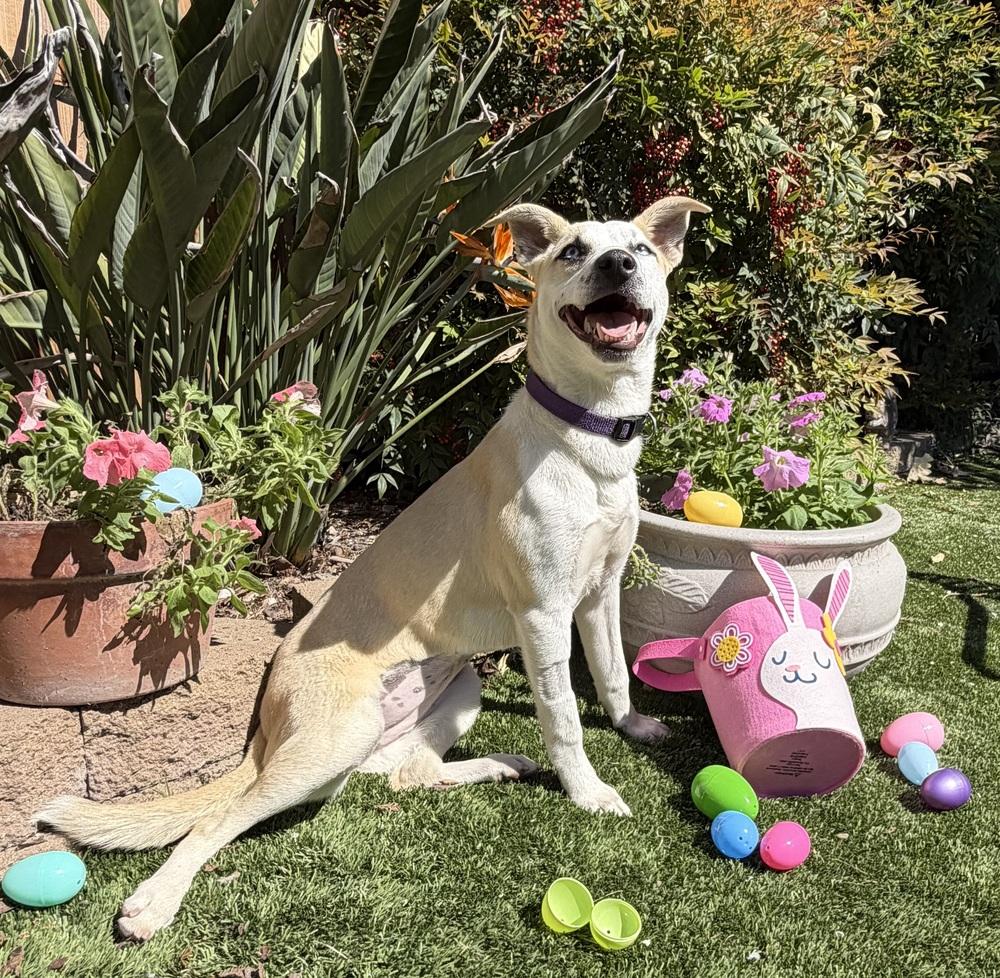Delta, a Adoptable mixed breed in Pleasant Hill, CA image 6/6