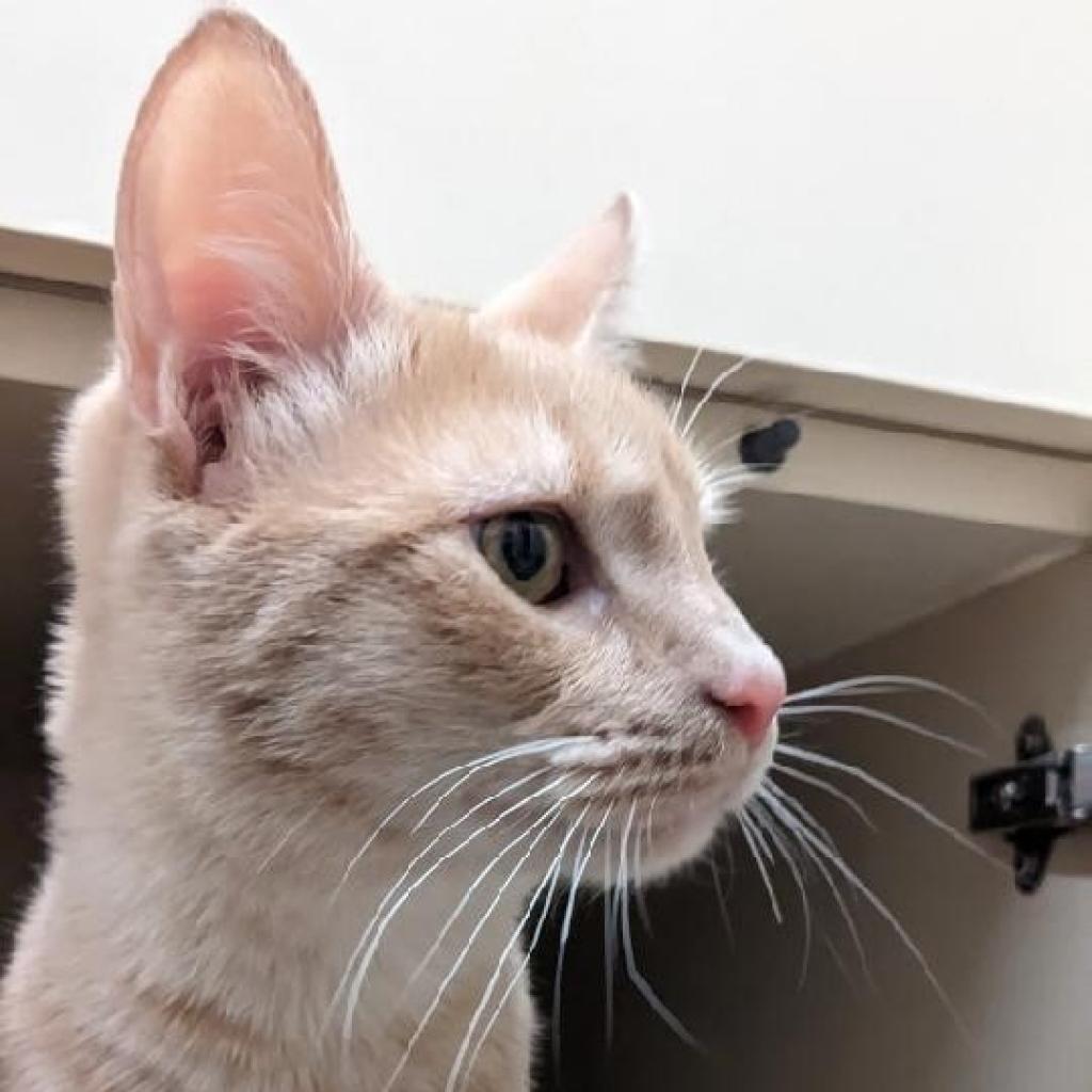 Dionysus, a Adoptable Domestic Short Hair in Tempe, AZ image 1/4