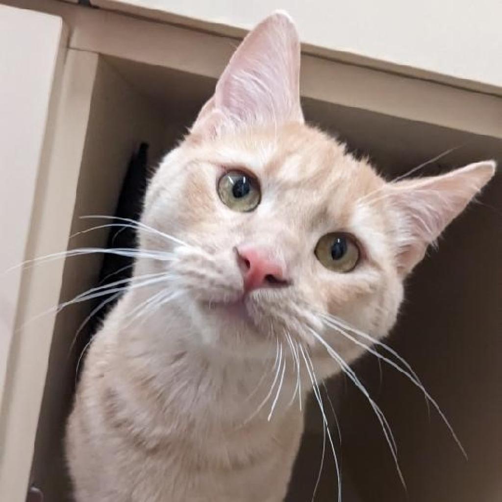Dionysus, a Adoptable Domestic Short Hair in Tempe, AZ image 2/4