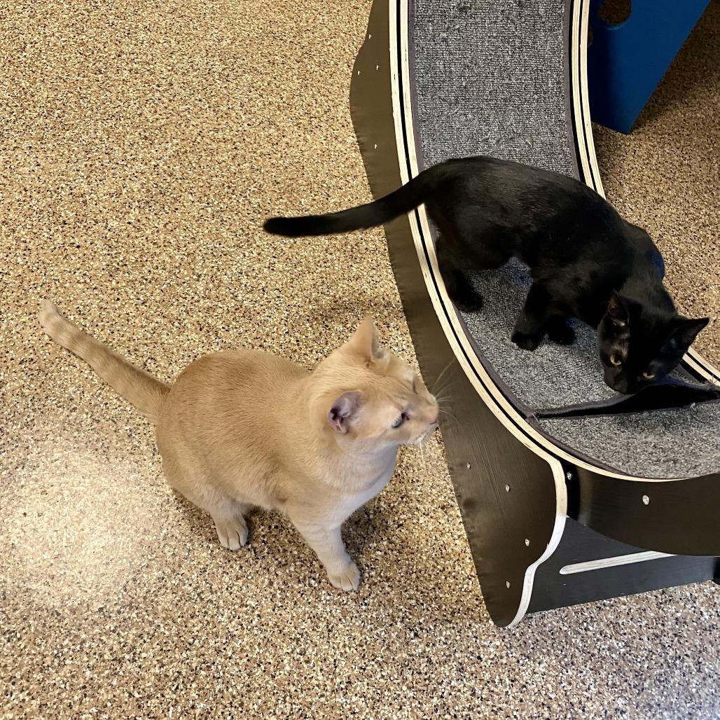 Dionysus, a Adoptable Domestic Short Hair in Tempe, AZ image 3/4