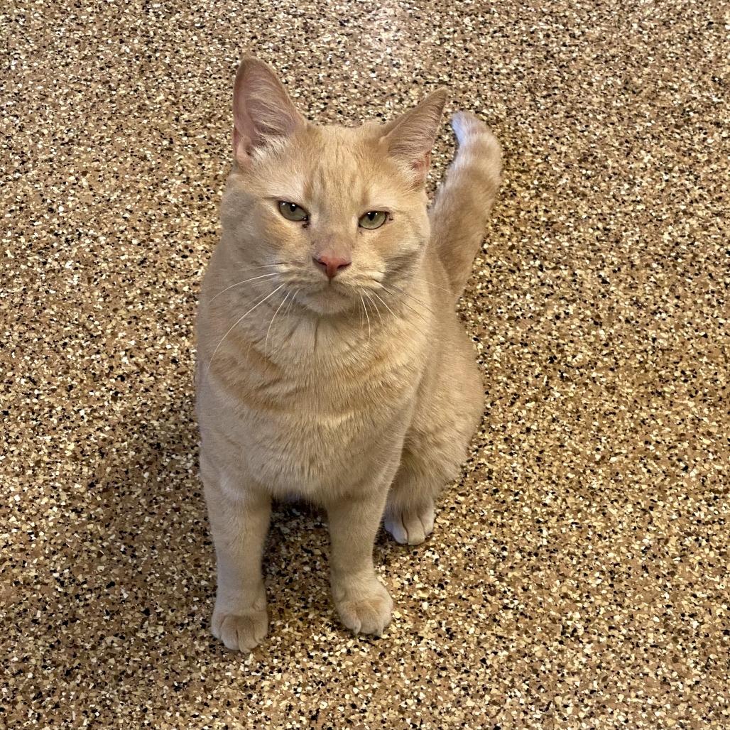 Dionysus, a Adoptable Domestic Short Hair in Tempe, AZ image 4/4