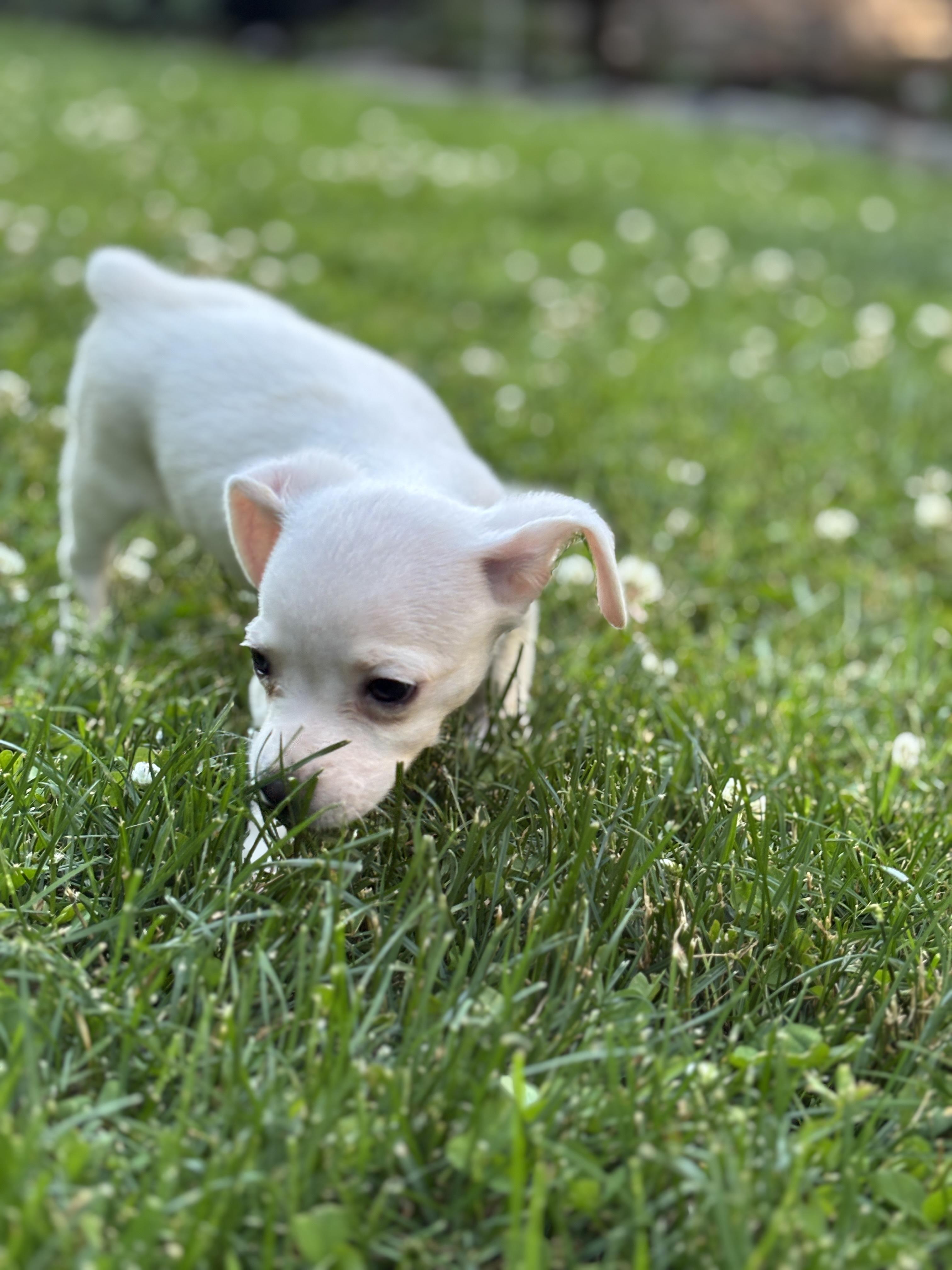 Zack, a ADOPTABLE mixed breed in Lafayette Hill, PA image 3/3
