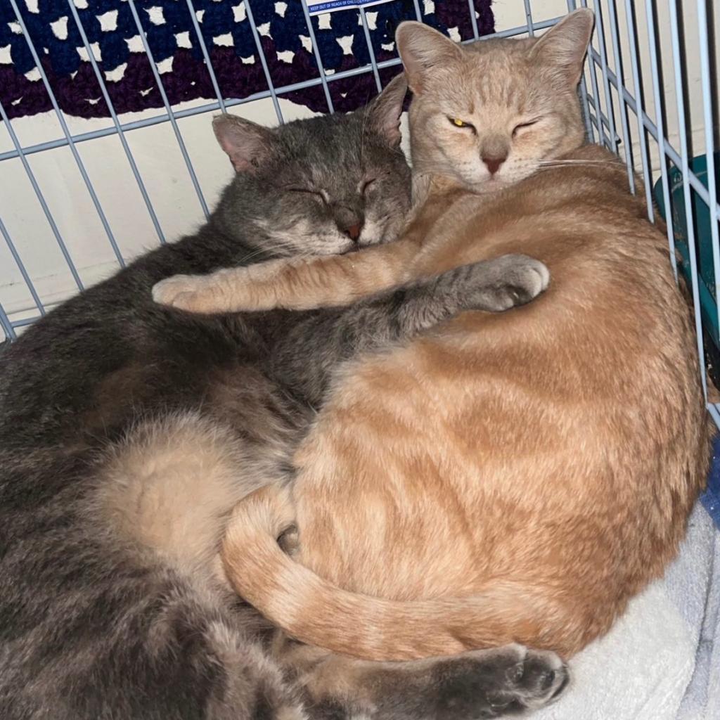 Enlarge Mr.Grey, a Adoptable Domestic Short Hair in Yucca Valley, CA image 3/6