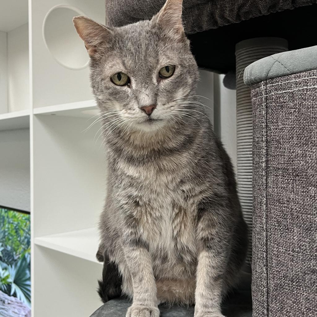 Enlarge Mr.Grey, a Adoptable Domestic Short Hair in Yucca Valley, CA image 4/6