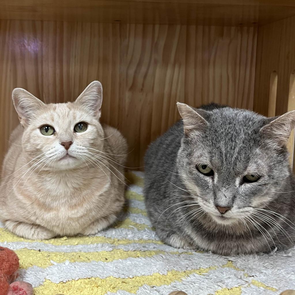 Enlarge Mr.Grey, a Adoptable Domestic Short Hair in Yucca Valley, CA image 5/6