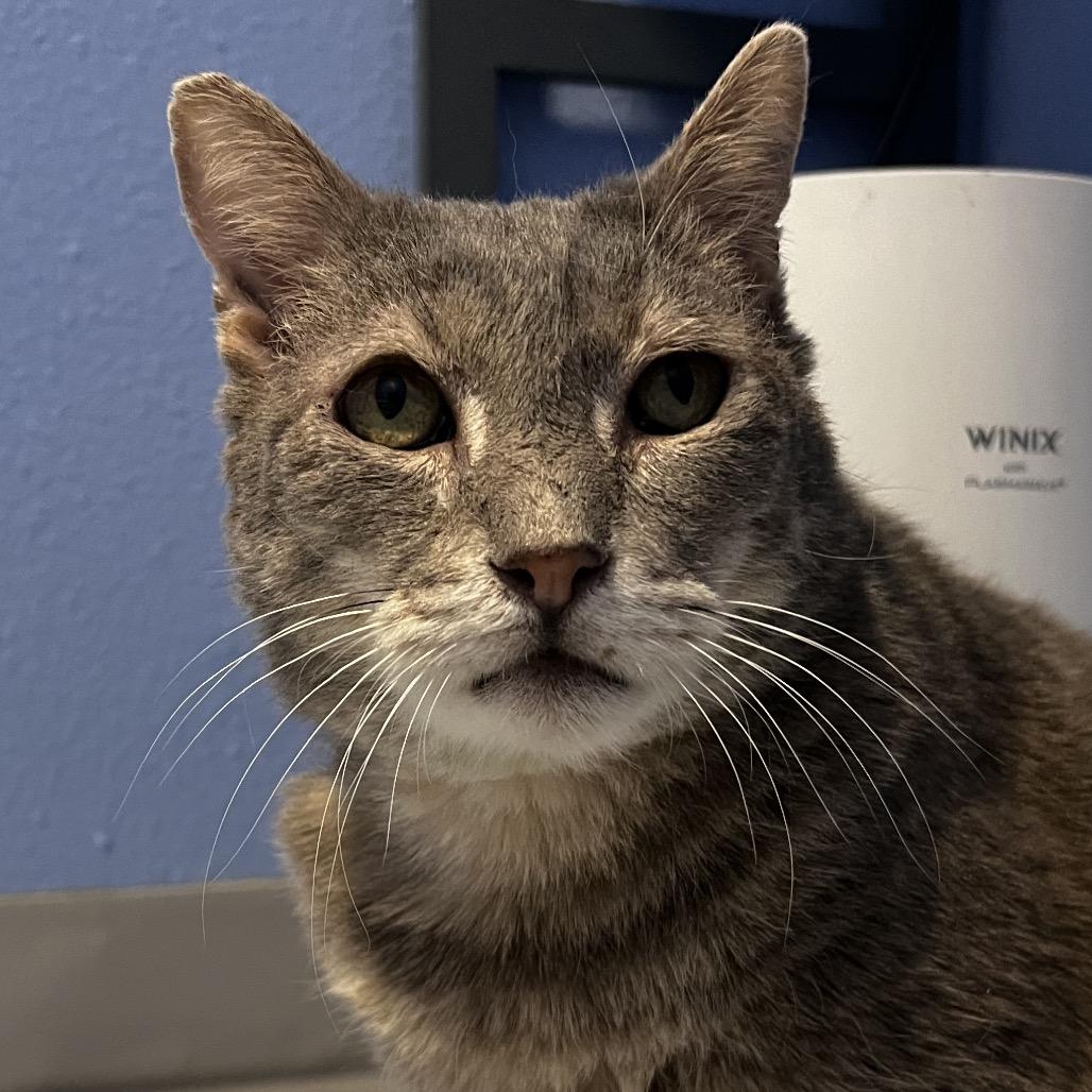 Mr.Grey, a Adoptable Domestic Short Hair in Yucca Valley, CA image 5/5