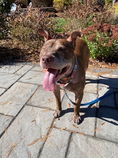 LOKI, Adoptable, Adult Male Pit Bull Terrier & Staffordshire Bull Terrier.