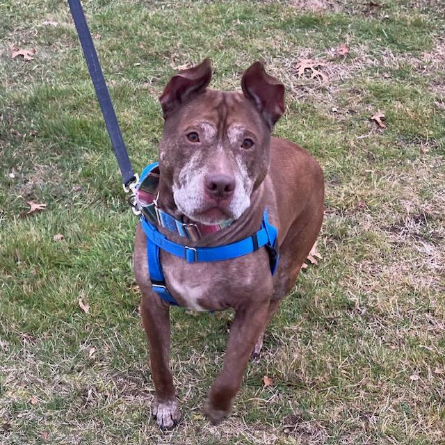 LOKI, Adoptable, Adult Male Pit Bull Terrier & Staffordshire Bull Terrier.