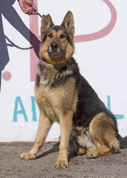 McGee — thumbnail 3