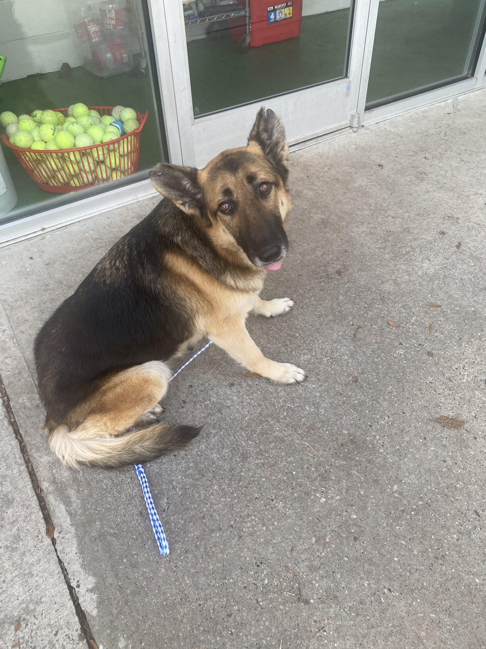 Chyna, Adoptable, Adult Female German Shepherd Dog.