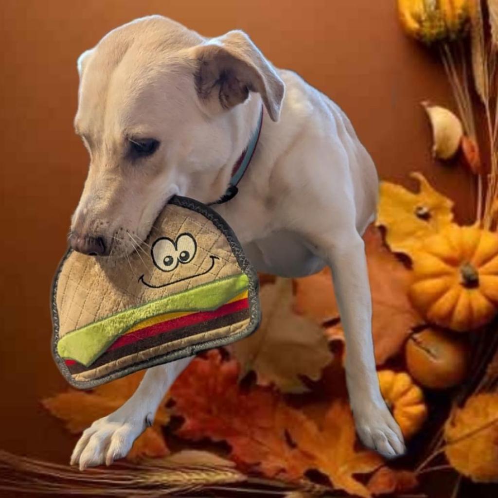 Enlarge Esperanza A527, a Adoptable Labrador Retriever in Allen, TX image 1/6