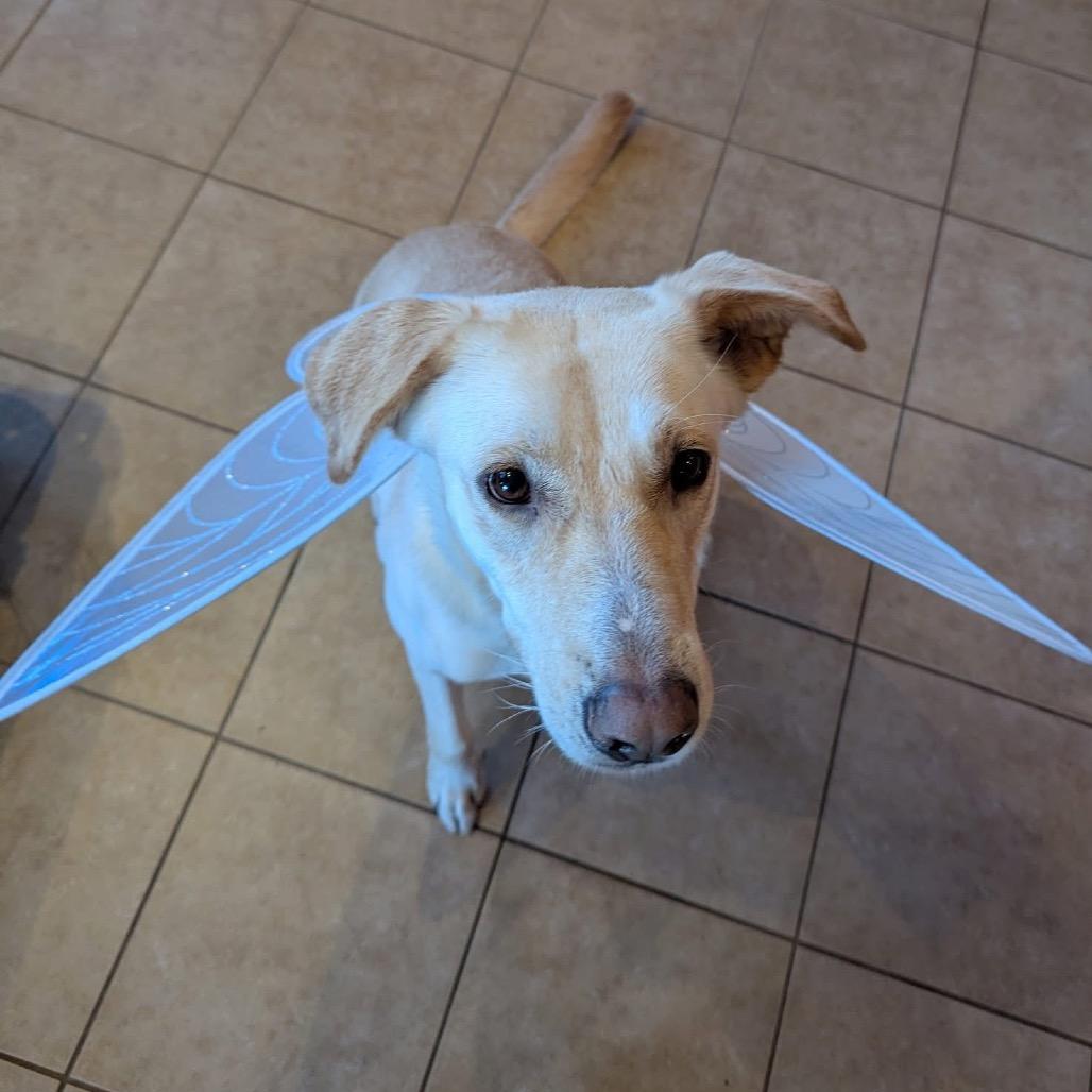 Enlarge Esperanza A527, a Adoptable Labrador Retriever in Allen, TX image 2/6