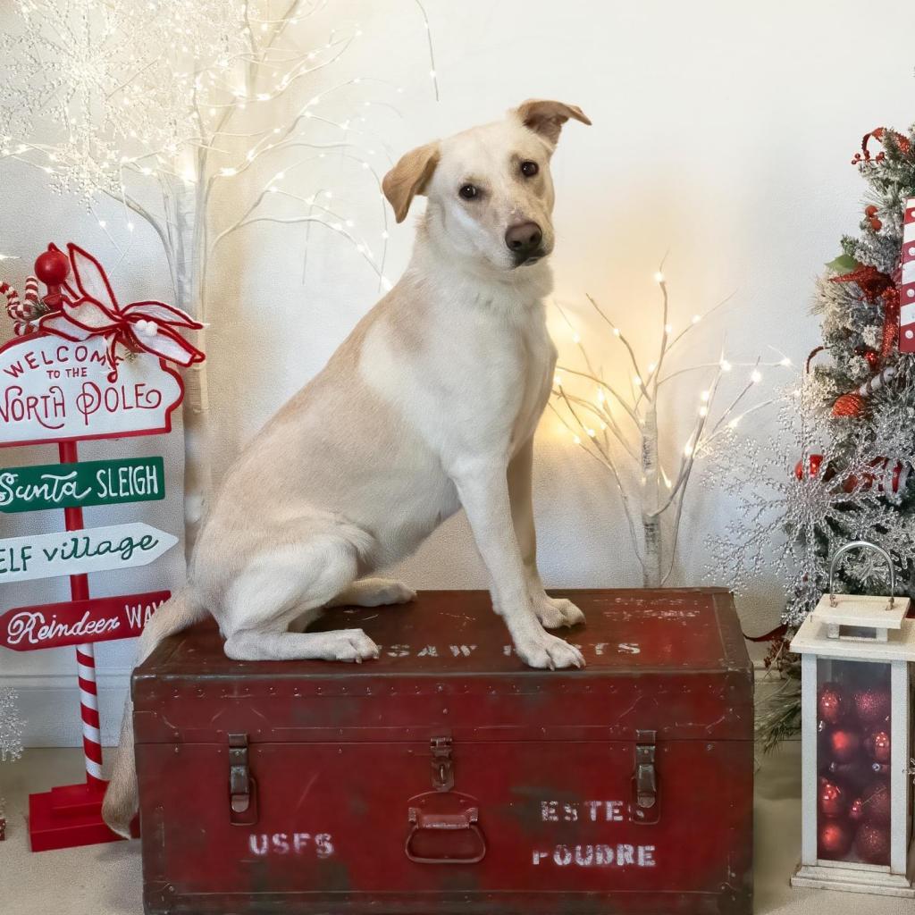 Enlarge Esperanza A527, a Adoptable Labrador Retriever in Allen, TX image 4/6