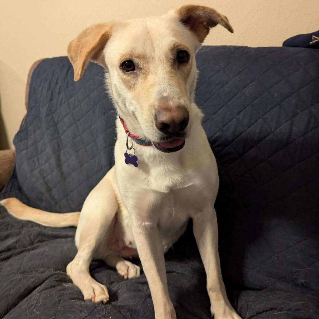 Enlarge Esperanza A527, a Adoptable Labrador Retriever in Allen, TX image 4/6