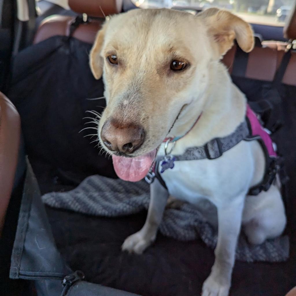 Enlarge Esperanza A527, a Adoptable Labrador Retriever in Allen, TX image 5/6