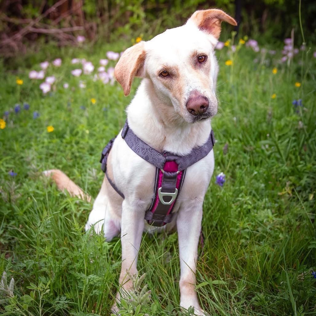 Enlarge Esperanza A527, a Adoptable Labrador Retriever in Allen, TX image 5/6