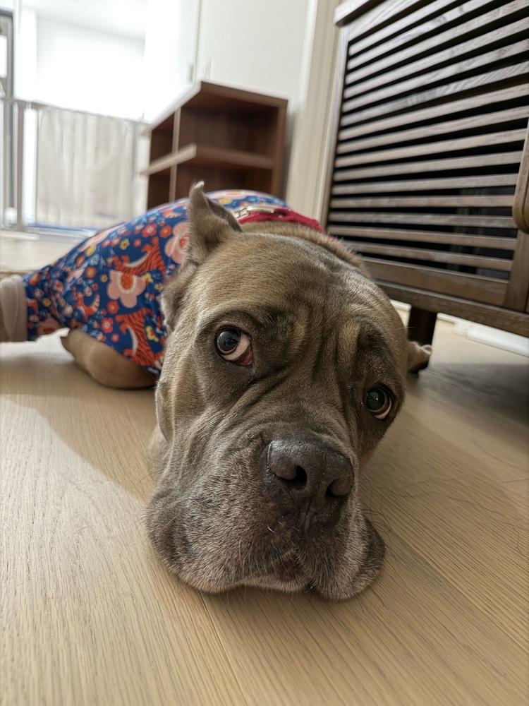 Aaliyah, Adoptable, Adult Female Cane Corso.