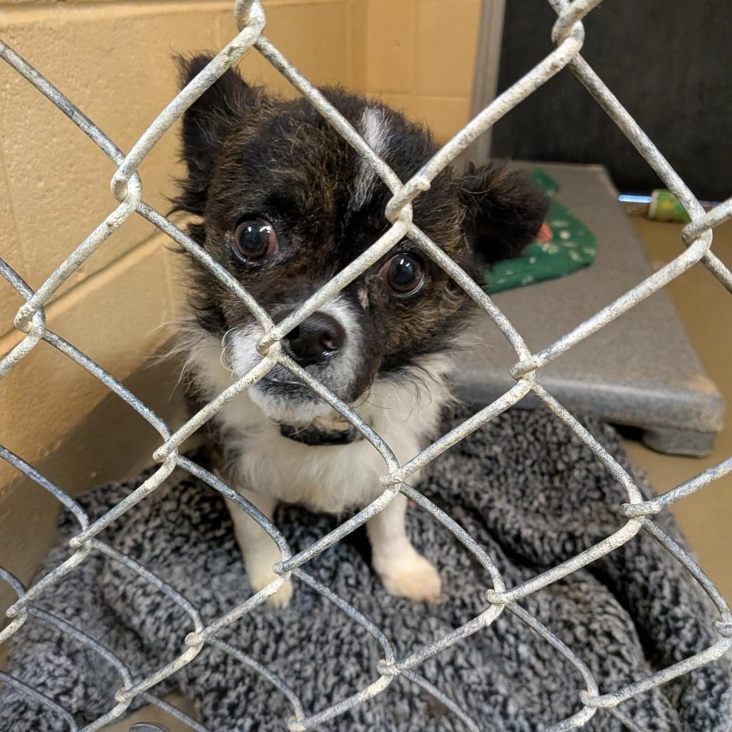 Ziggy — thumbnail 3