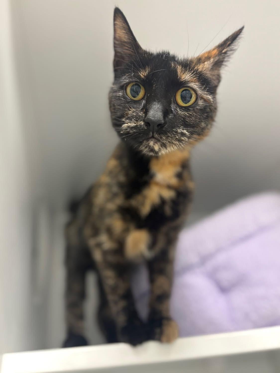 Enlarge Sophie, an adopted Domestic Short Hair in Quincy, MA image 2/3