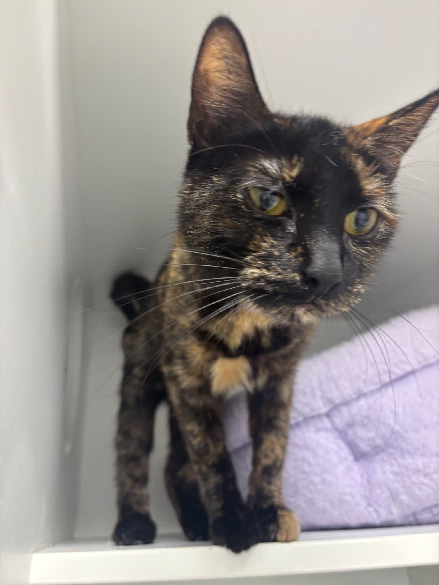 Enlarge Sophie, an adopted Domestic Short Hair in Quincy, MA image 3/3