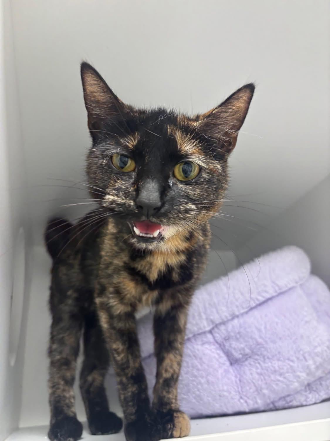 Enlarge Sophie, an adopted Domestic Short Hair in Quincy, MA image 1/3