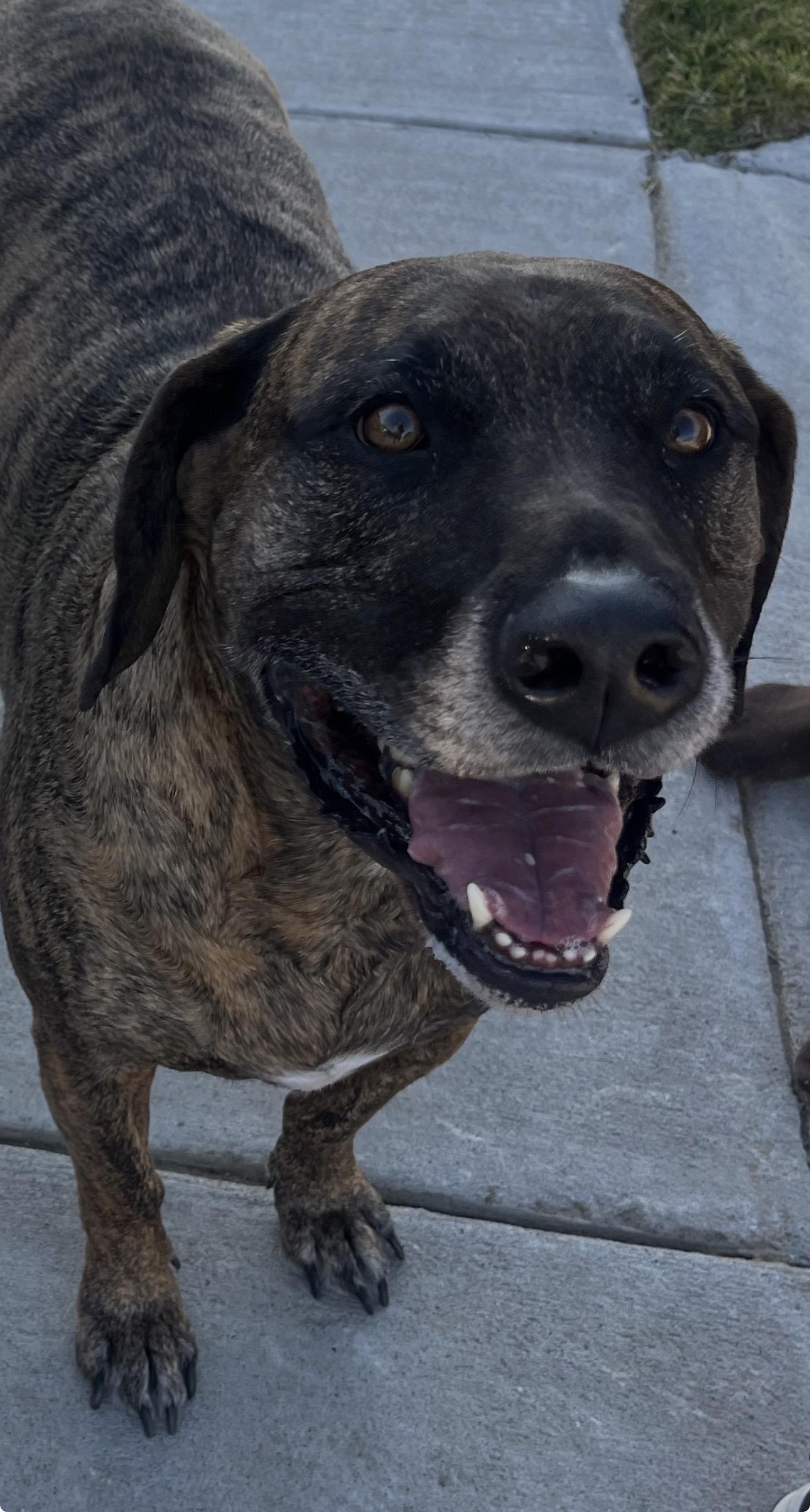 Enlarge Kingston, a Adoptable mixed breed in Forney, TX image 1/1