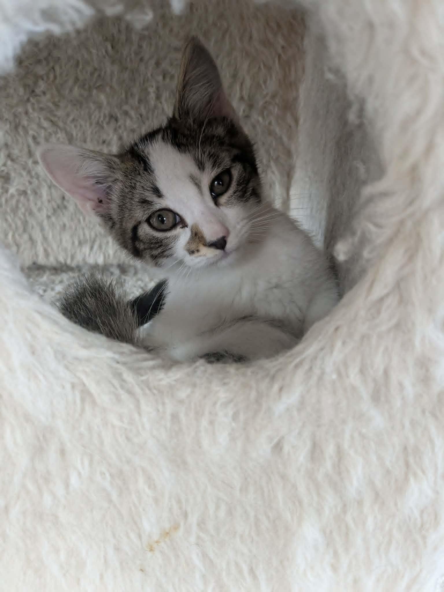 Bunny & Otter - bonded kittens, a Adoptable Domestic Short Hair in Enfield, CT image 1/6