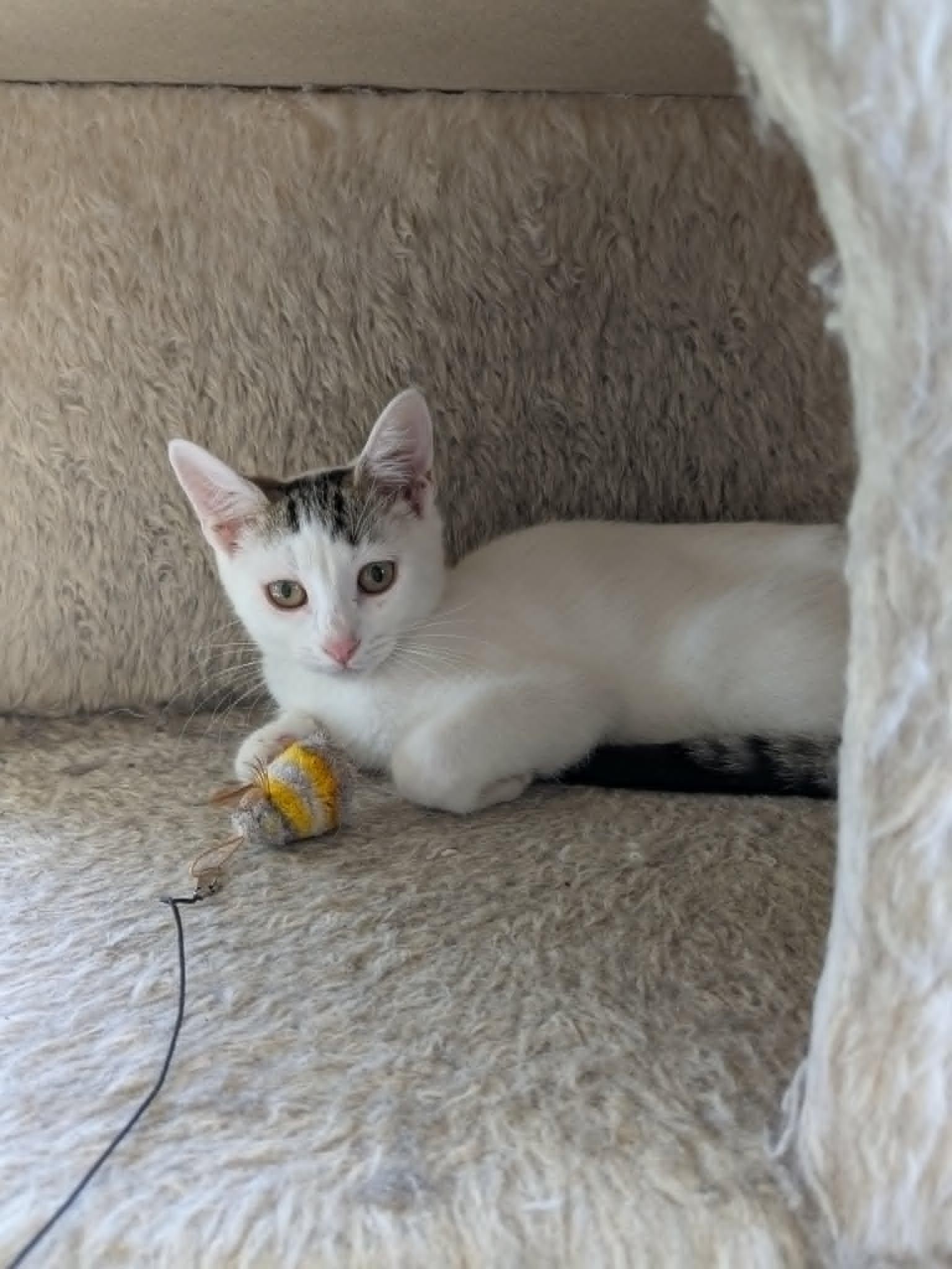 Bunny & Otter - bonded kittens, a Adoptable Domestic Short Hair in Enfield, CT image 2/6