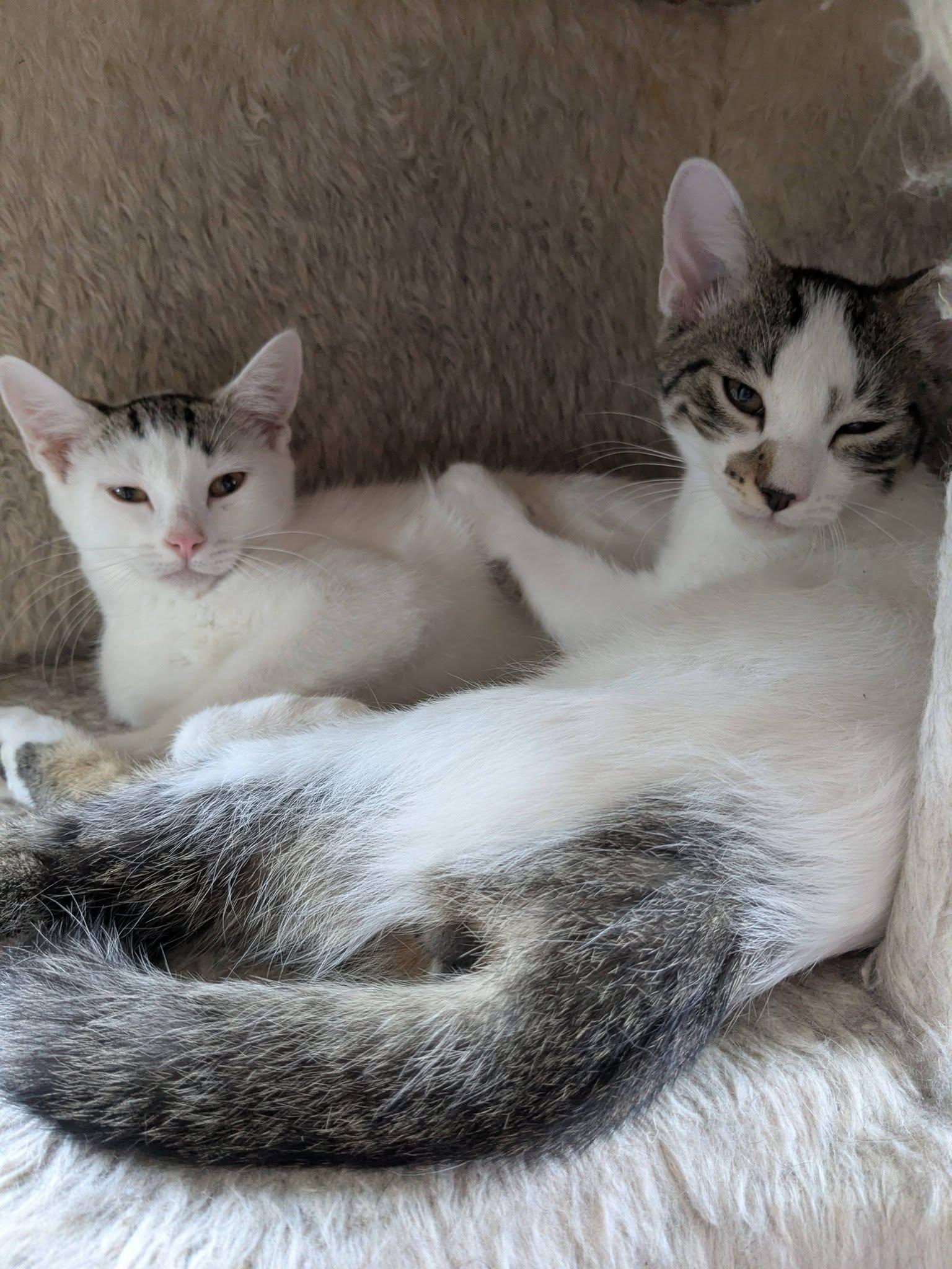 Bunny & Otter - bonded kittens, a Adoptable Domestic Short Hair in Enfield, CT image 3/6
