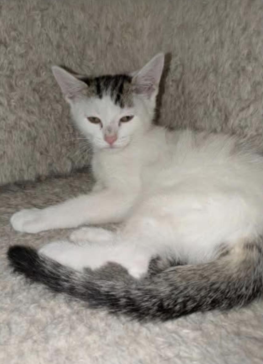 Bunny & Otter - bonded kittens, a Adoptable Domestic Short Hair in Enfield, CT image 4/6