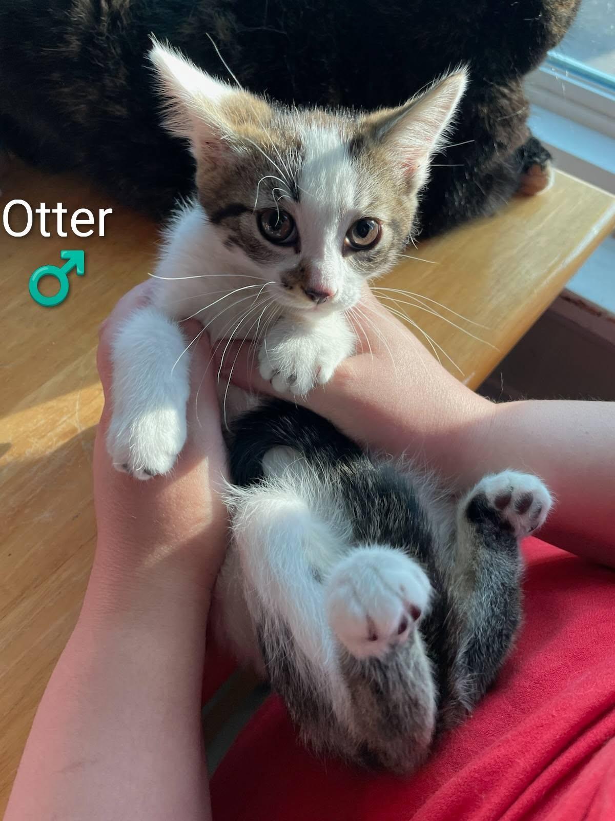 Otter - Kitten, Adoptable, Kitten Male Domestic Short Hair.