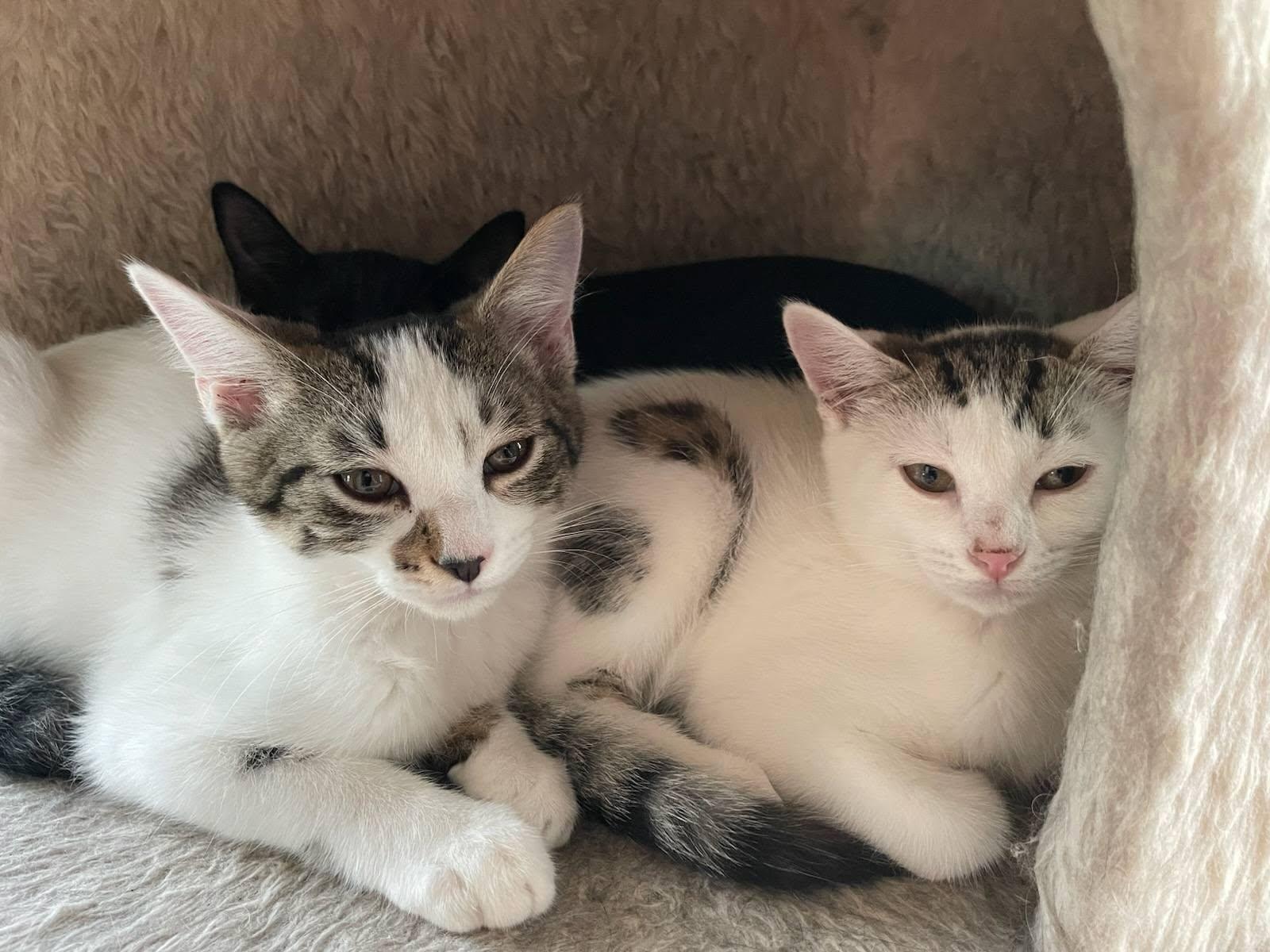 Bunny & Otter - bonded kittens, a Adoptable Domestic Short Hair in Enfield, CT image 6/6
