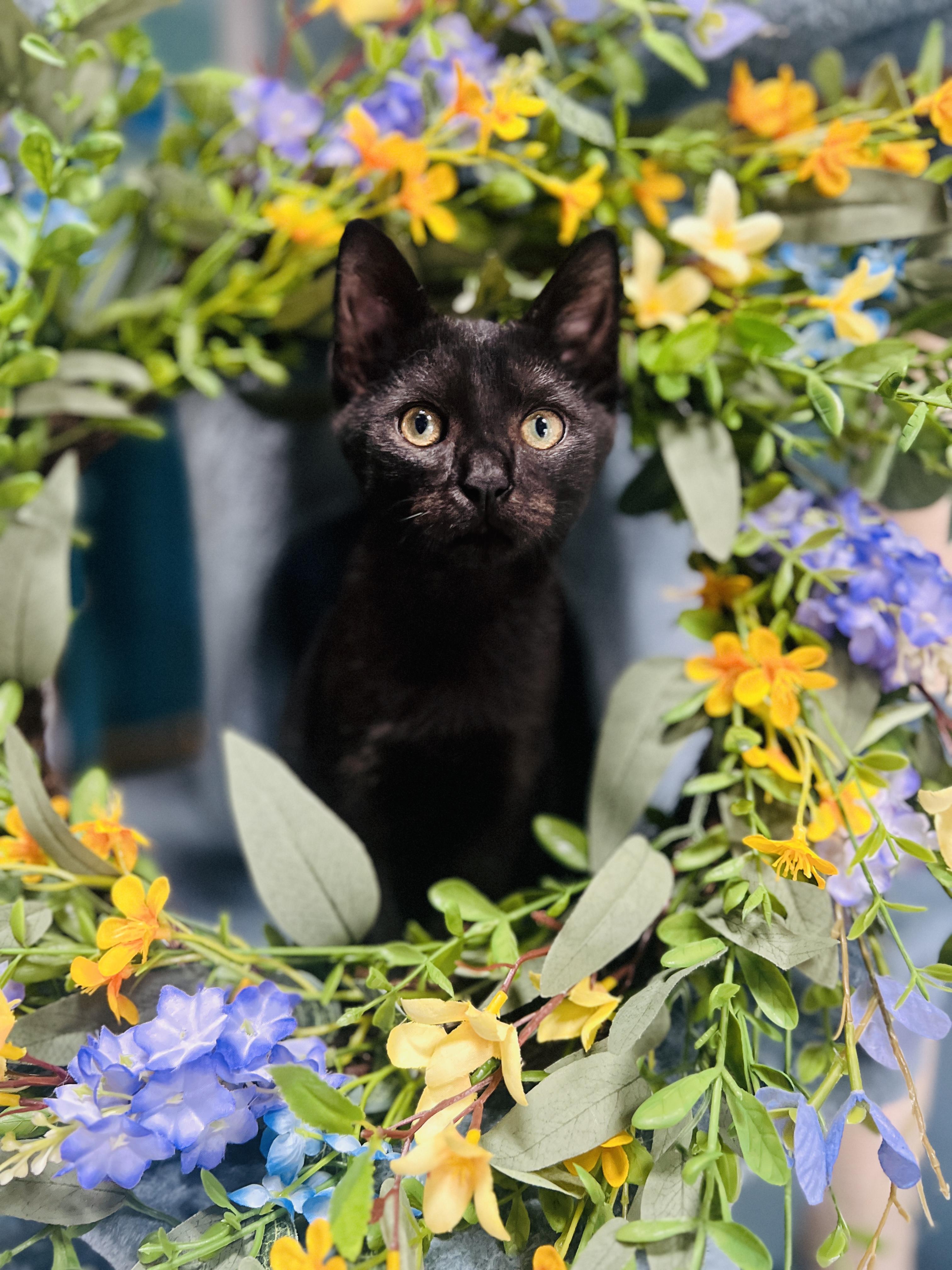 Enlarge Zero, a Adopted Domestic Short Hair in Orlando, FL image 1/4