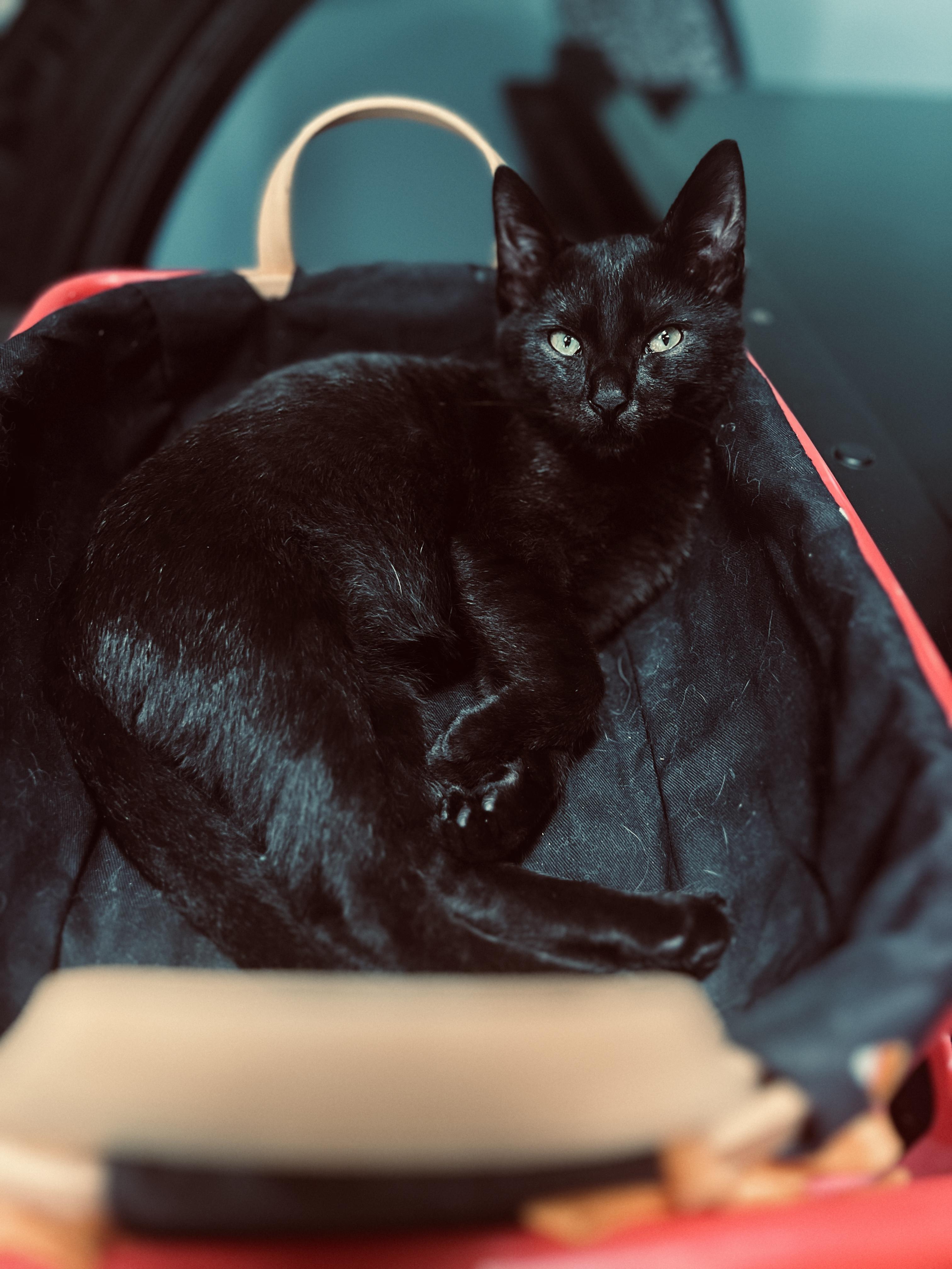 Enlarge Zero, a Adopted Domestic Short Hair in Orlando, FL image 4/4