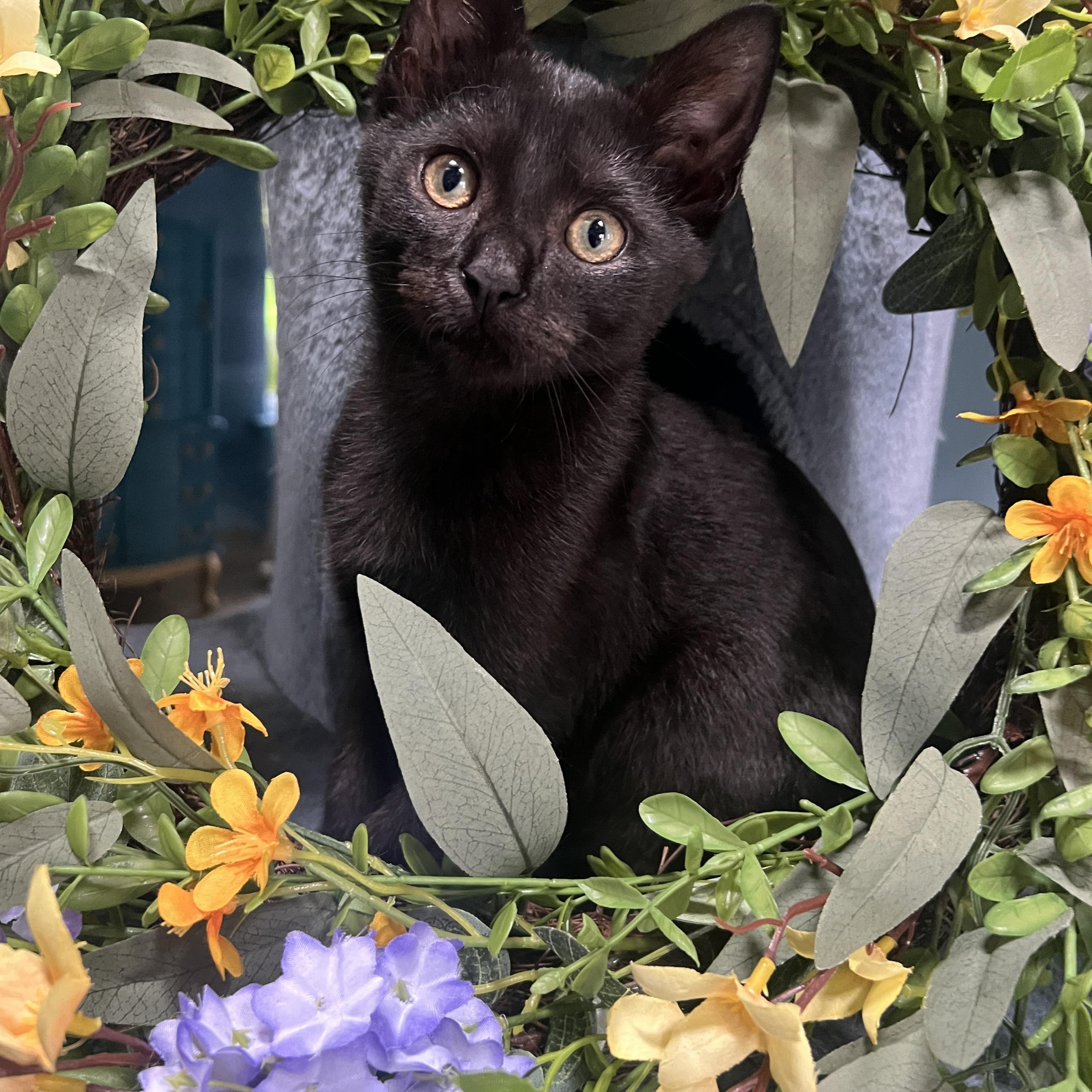 Enlarge Zero, a Adopted Domestic Short Hair in Orlando, FL image 3/4