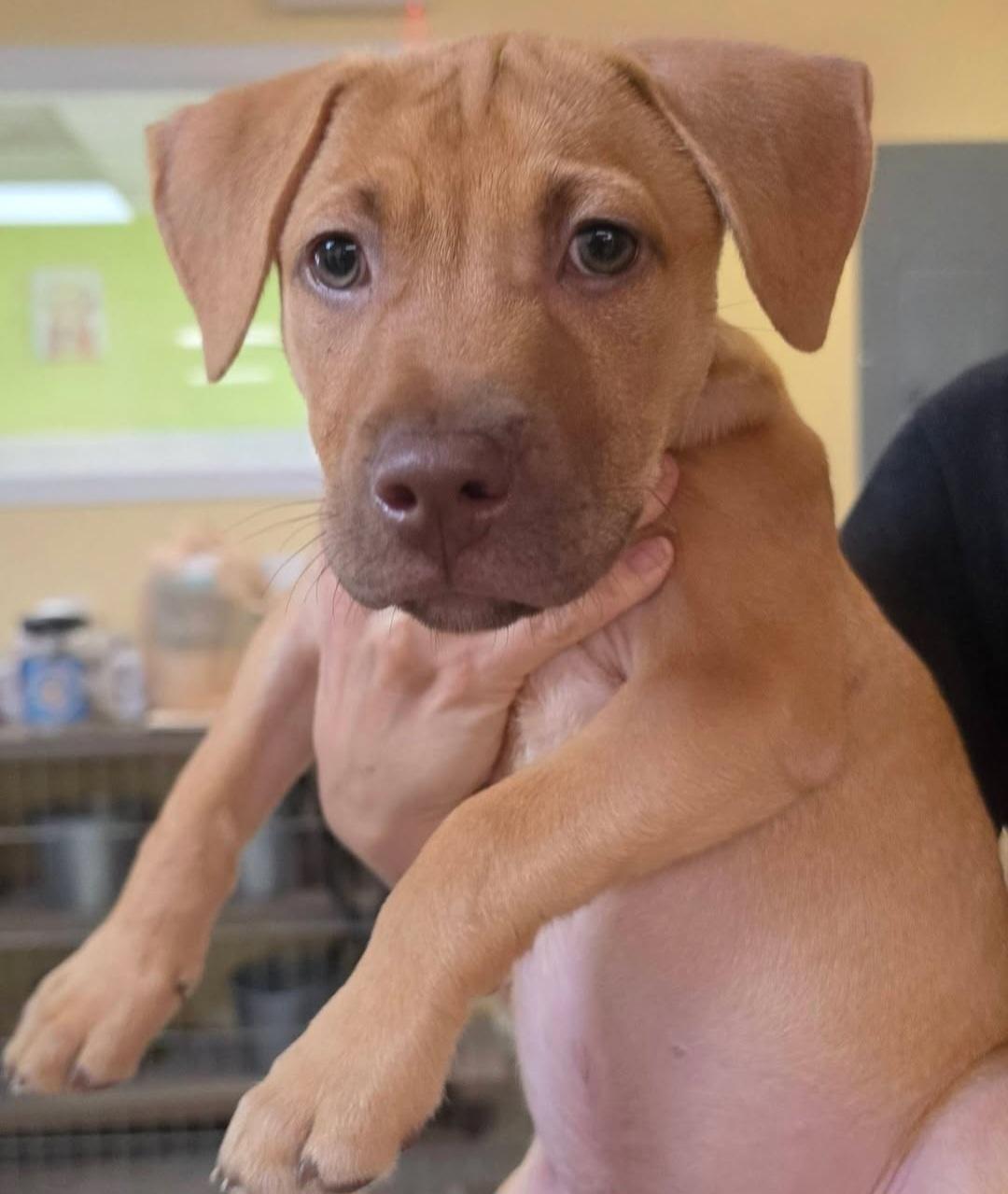 Enlarge Surfer, a ADOPTABLE mixed breed in Gainesville, FL image 1/1