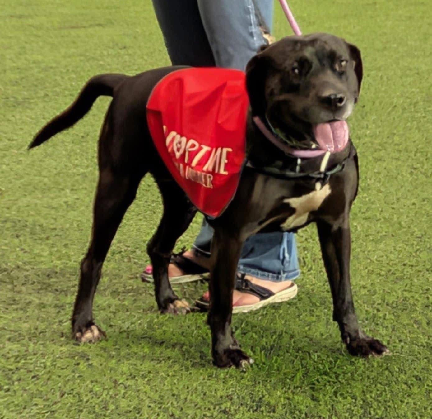 Robin, a Adopted Labrador Retriever in Tonawanda, NY image 1/3