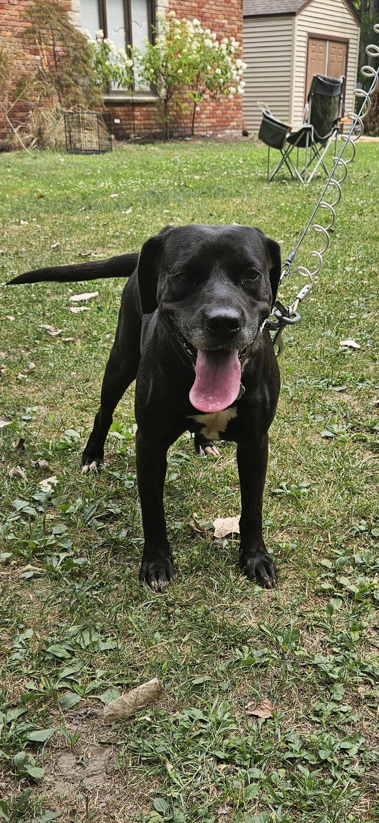 Robin, a Adopted Labrador Retriever in Tonawanda, NY image 2/3