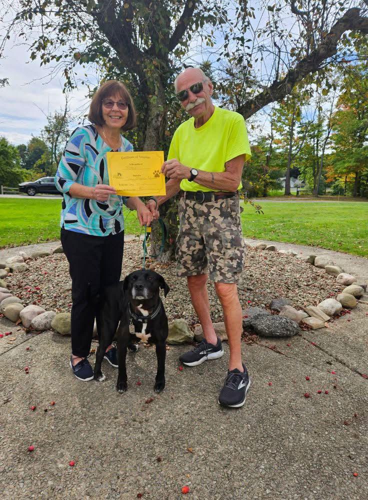 Robin, a Adopted Labrador Retriever in Tonawanda, NY image 3/3