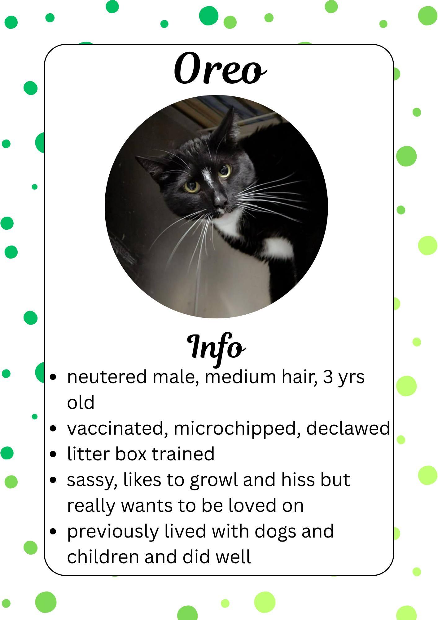 Oreo, ADOPTABLE, Young Male Domestic Short Hair.