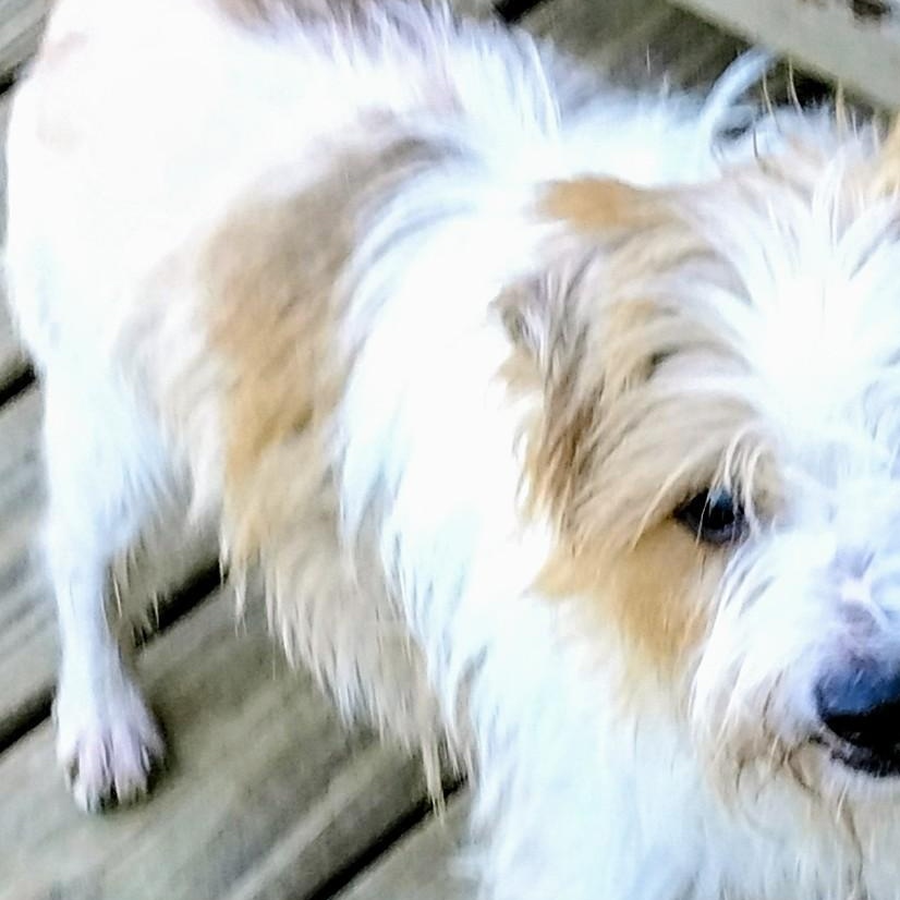 Patches, ADOPTABLE, Adult Male Wirehaired Terrier.