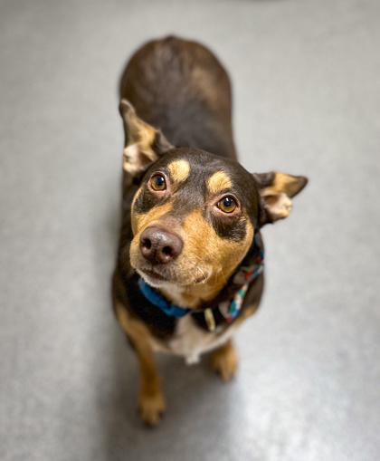 Pippa, Adoptable, Adult Female Australian Kelpie.
