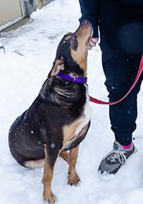 Pippa, Adoptable, Adult Female Australian Kelpie.
